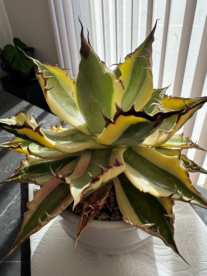 【大株】アガベ　スナグルトゥース　親株(子株付き)