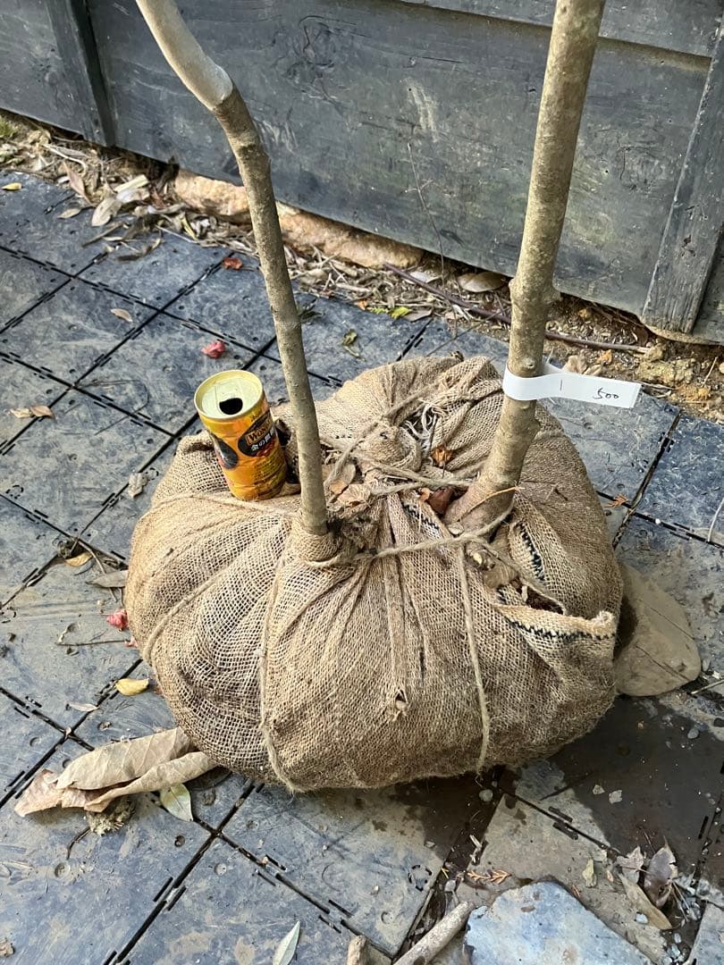 500 山採り　アオダモ