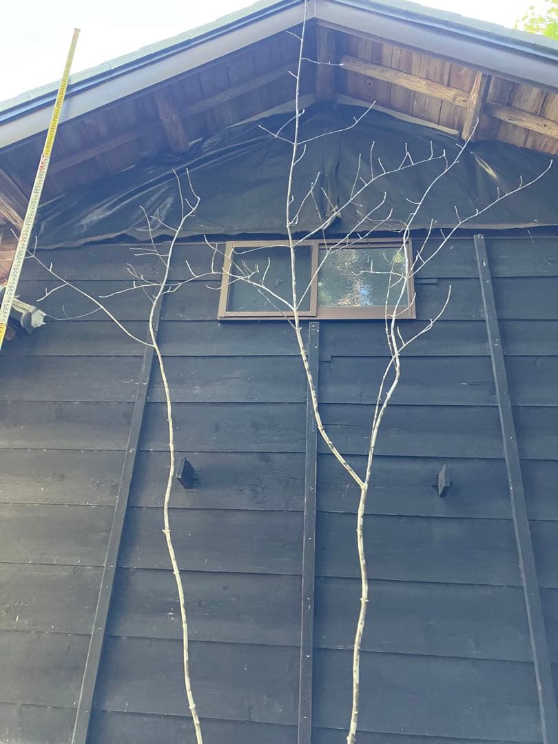 500 山採り　アオダモ