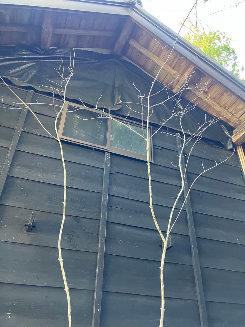 500 山採り　アオダモ