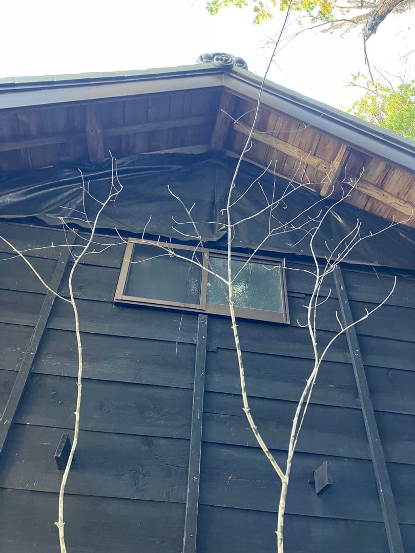 500 山採り　アオダモ