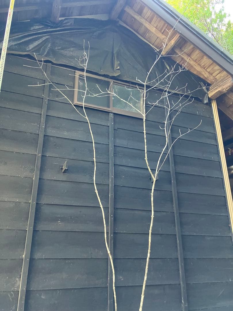 500 山採り　アオダモ