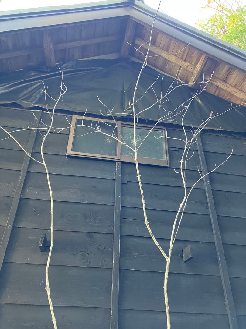 500 山採り　アオダモ