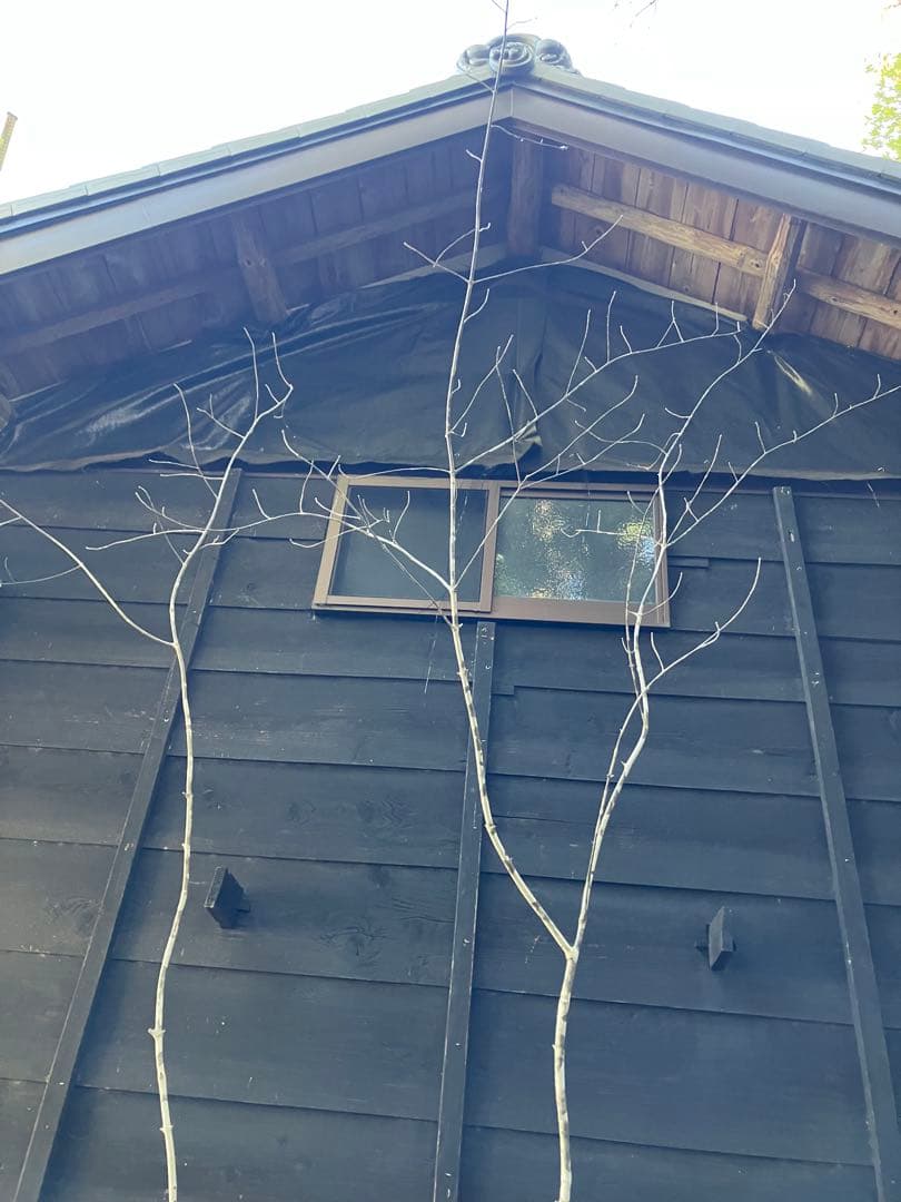 500 山採り　アオダモ