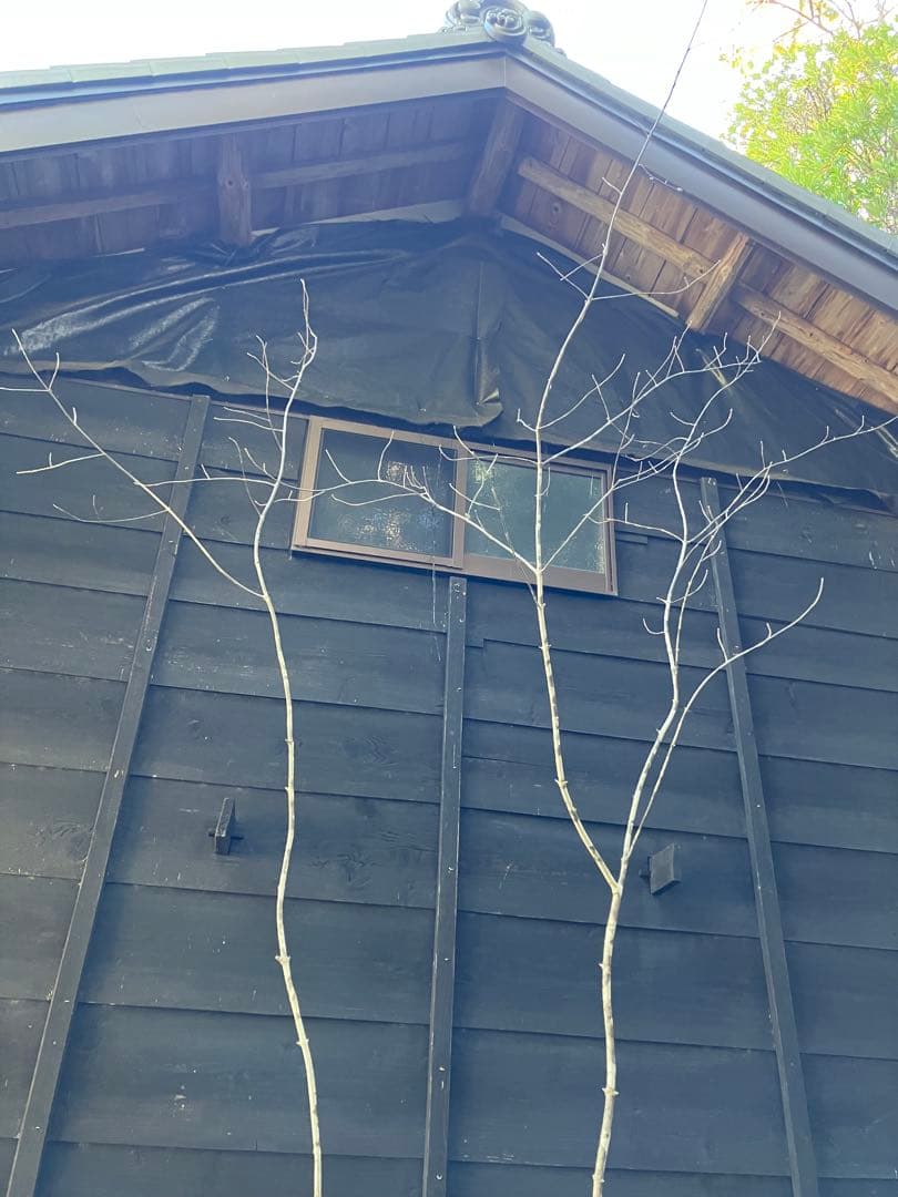 500 山採り　アオダモ