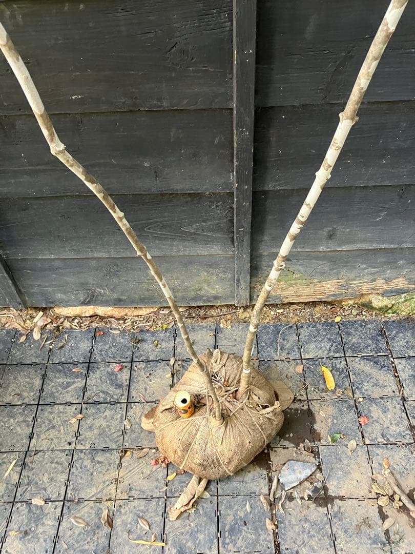 500 山採り　アオダモ