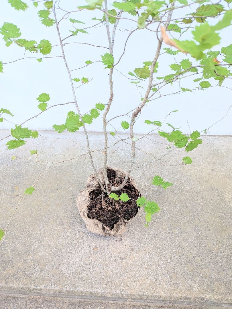 Kayoさま。山採りアズキナシ。