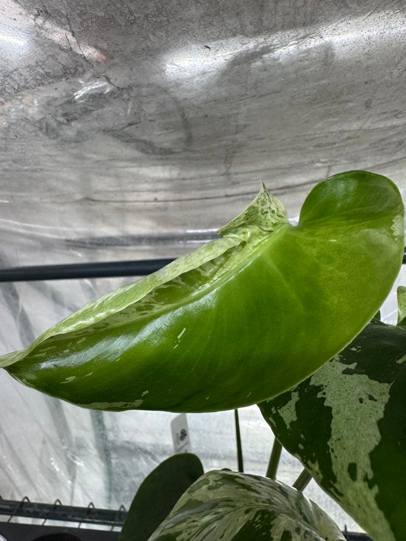 A9 モンステラ　デリシオーサ　ベトシオーサ　癖あり　異変っぽい葉っぱ