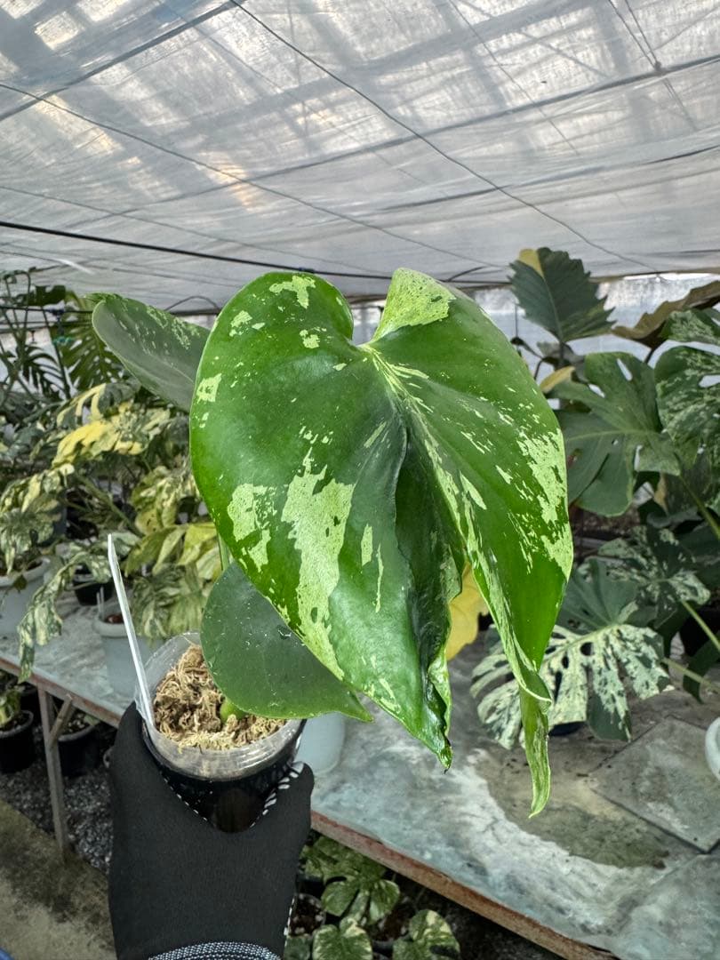 A9 モンステラ　デリシオーサ　ベトシオーサ　癖あり　異変っぽい葉っぱ
