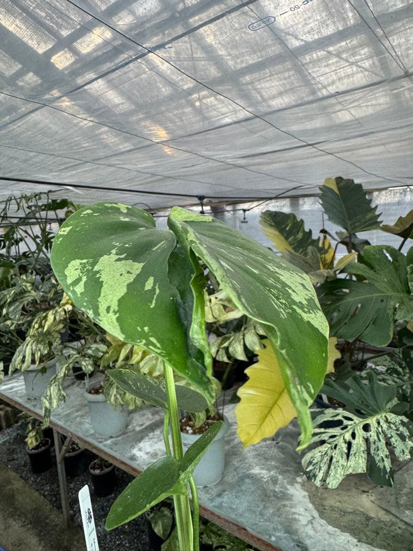 A9 モンステラ　デリシオーサ　ベトシオーサ　癖あり　異変っぽい葉っぱ