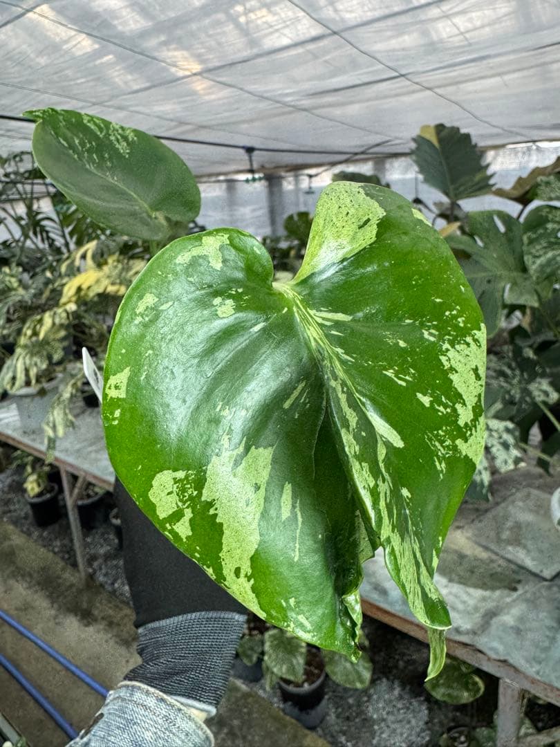 A9 モンステラ　デリシオーサ　ベトシオーサ　癖あり　異変っぽい葉っぱ