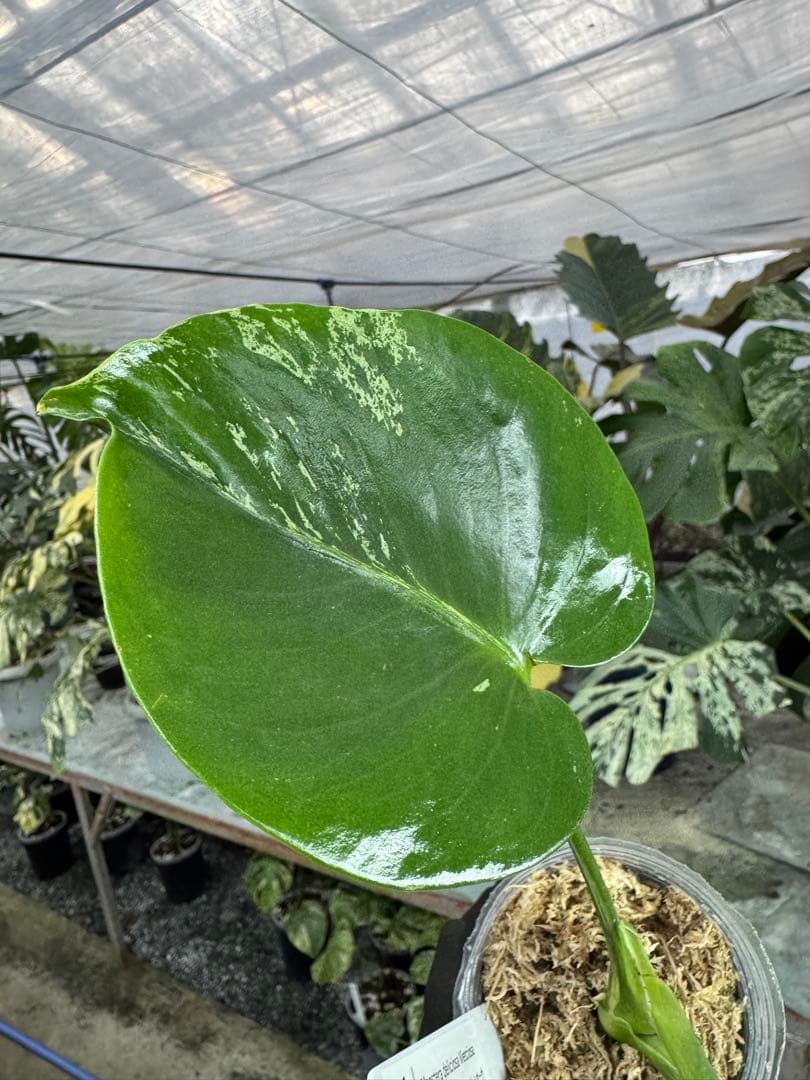 A9 モンステラ　デリシオーサ　ベトシオーサ　癖あり　異変っぽい葉っぱ