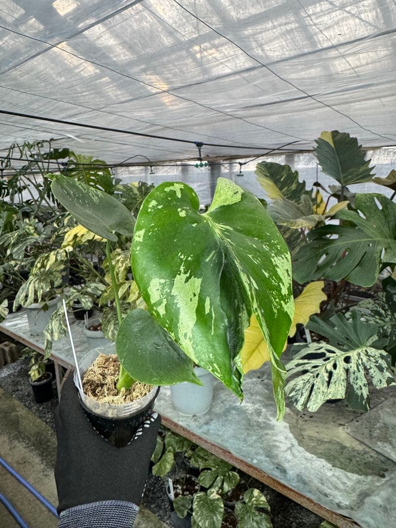 A9 モンステラ　デリシオーサ　ベトシオーサ　癖あり　異変っぽい葉っぱ