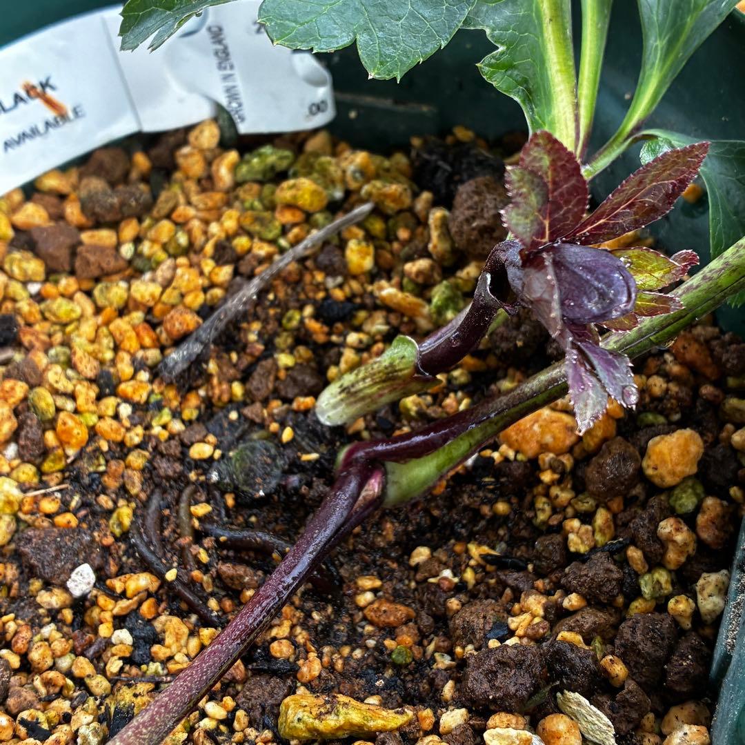 3578☘️蕾花タグ付き☘️6号ロング☘️2年間管理☘️Ashwood⭐️親株⭐️SD⭐️黒⭐️