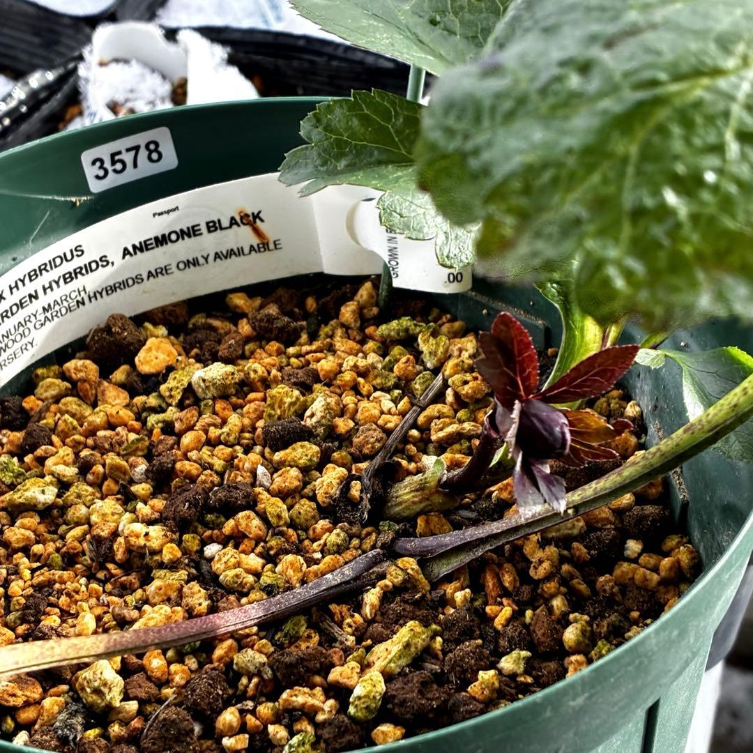 3578☘️蕾花タグ付き☘️6号ロング☘️2年間管理☘️Ashwood⭐️親株⭐️SD⭐️黒⭐️