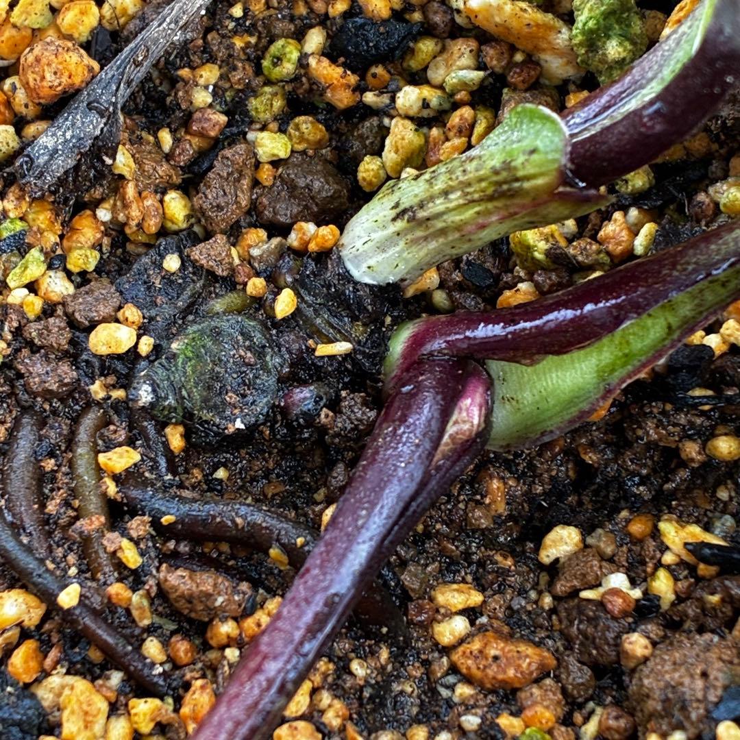 3578☘️蕾花タグ付き☘️6号ロング☘️2年間管理☘️Ashwood⭐️親株⭐️SD⭐️黒⭐️