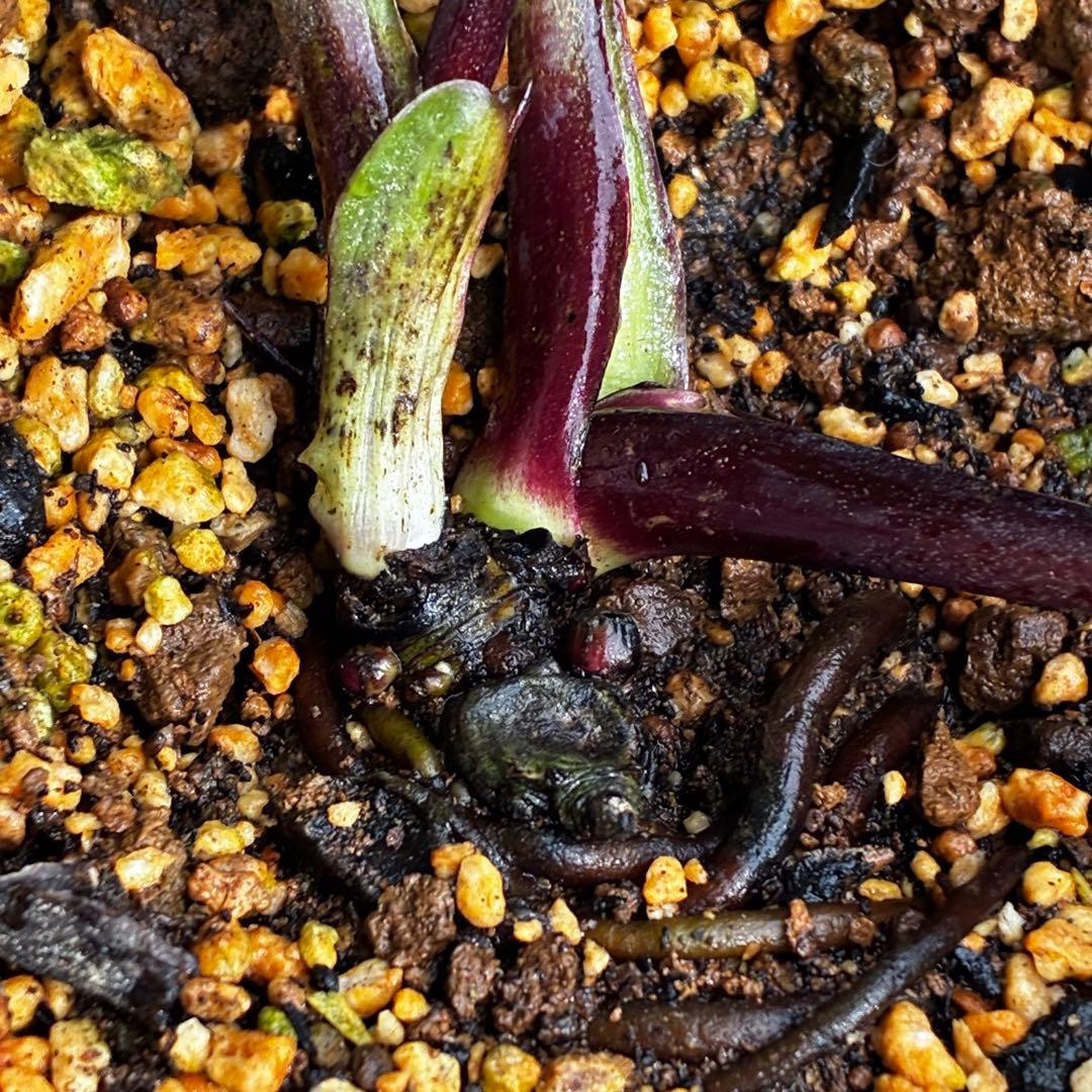 3578☘️蕾花タグ付き☘️6号ロング☘️2年間管理☘️Ashwood⭐️親株⭐️SD⭐️黒⭐️