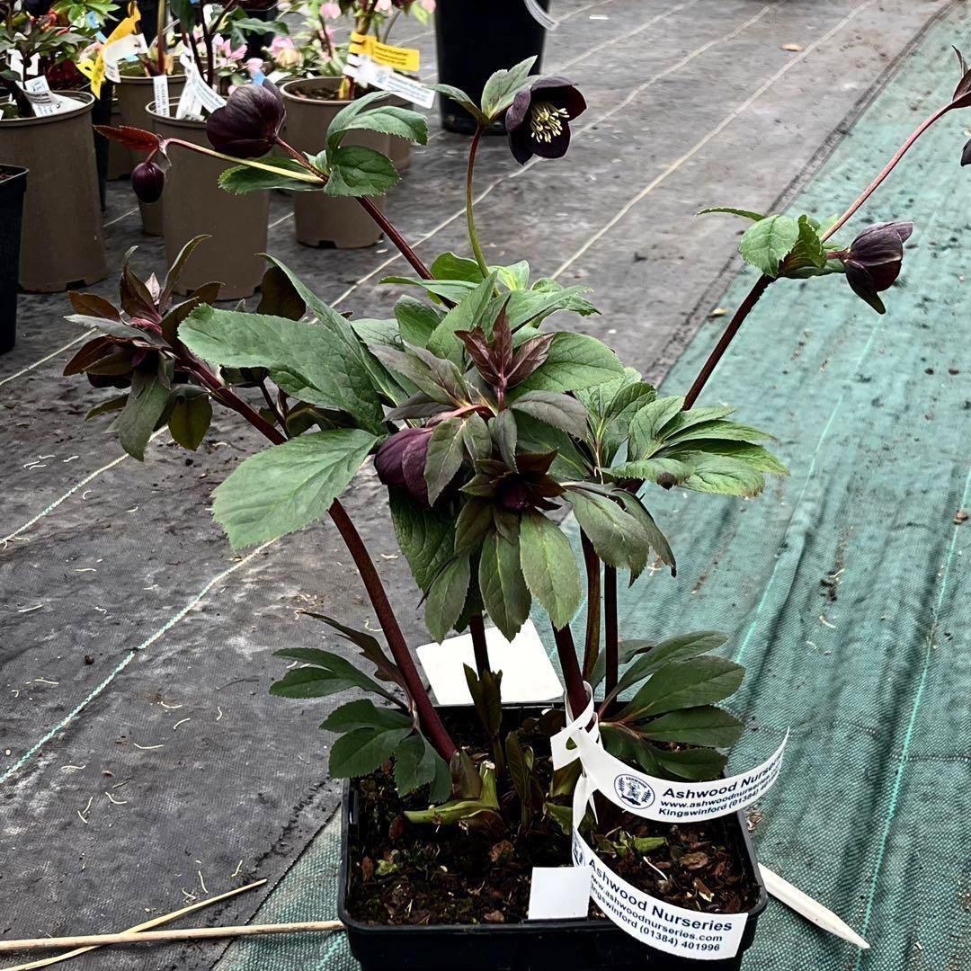 3578☘️蕾花タグ付き☘️6号ロング☘️2年間管理☘️Ashwood⭐️親株⭐️SD⭐️黒⭐️