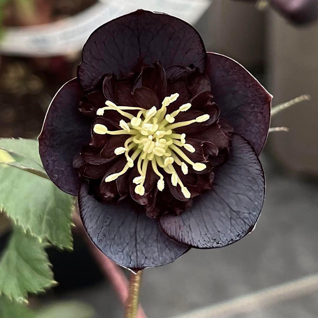 3578☘️蕾花タグ付き☘️6号ロング☘️2年間管理☘️Ashwood⭐️親株⭐️SD⭐️黒⭐️