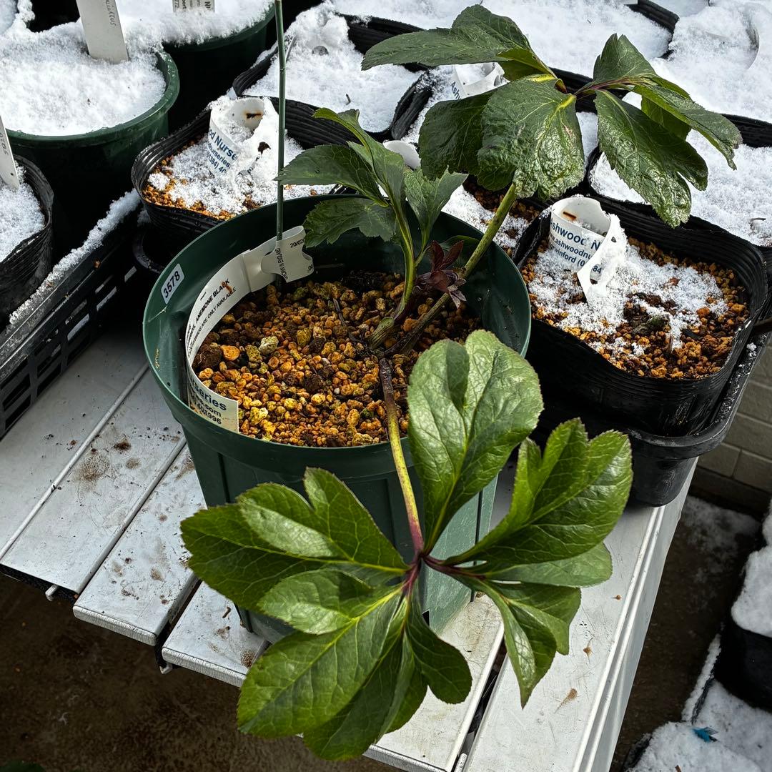 3578☘️蕾花タグ付き☘️6号ロング☘️2年間管理☘️Ashwood⭐️親株⭐️SD⭐️黒⭐️