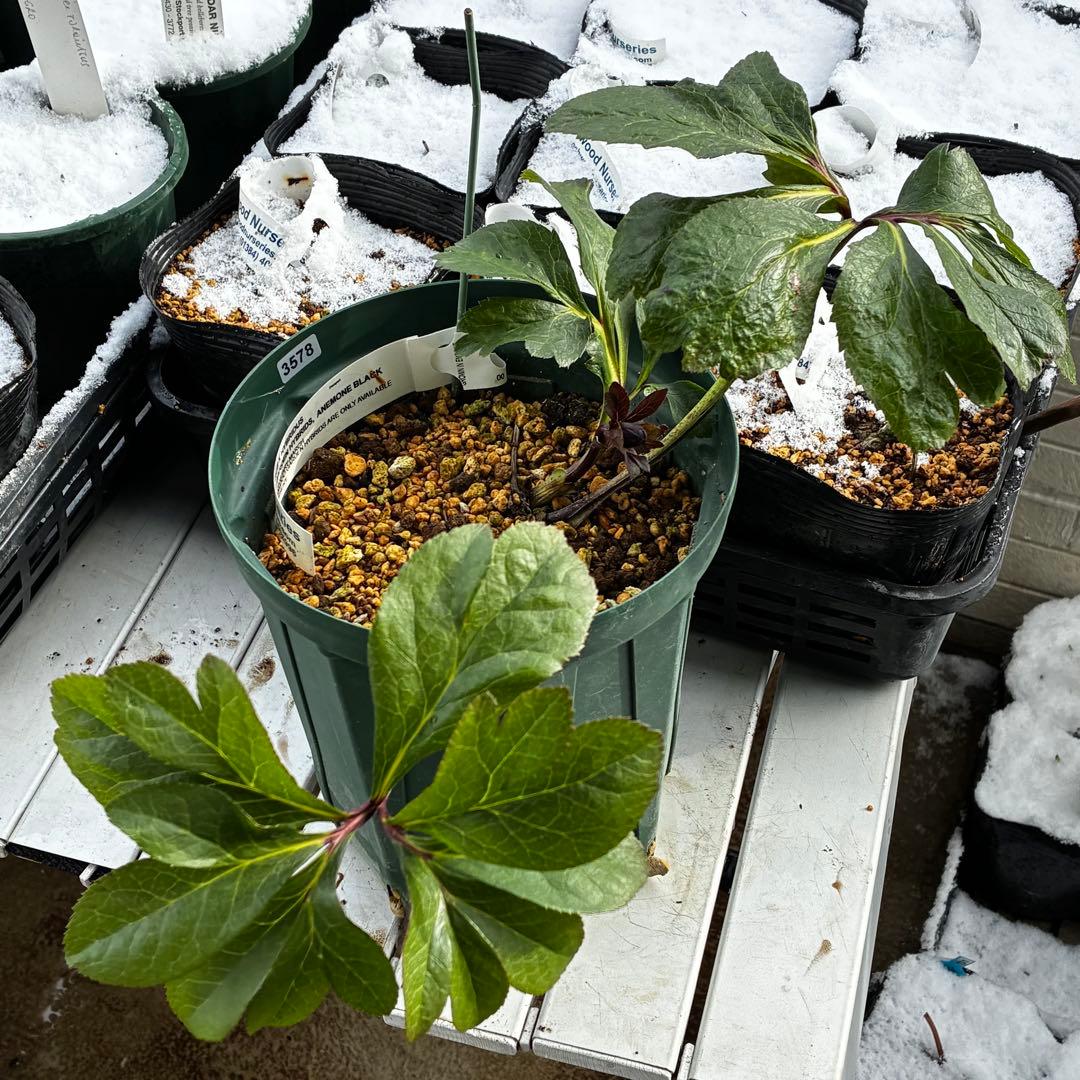 3578☘️蕾花タグ付き☘️6号ロング☘️2年間管理☘️Ashwood⭐️親株⭐️SD⭐️黒⭐️