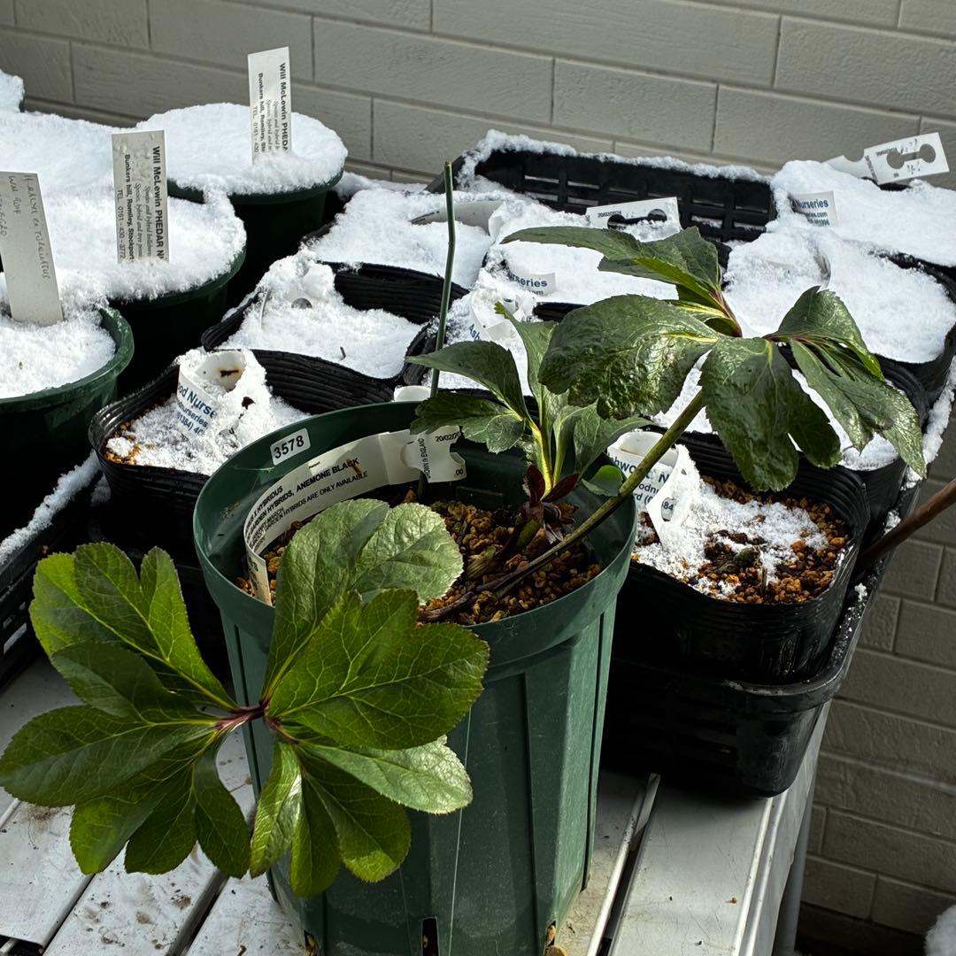 3578☘️蕾花タグ付き☘️6号ロング☘️2年間管理☘️Ashwood⭐️親株⭐️SD⭐️黒⭐️