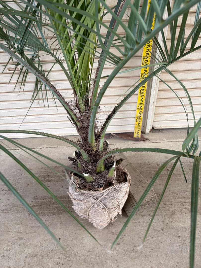 ココスヤシ　鉢上から150センチ