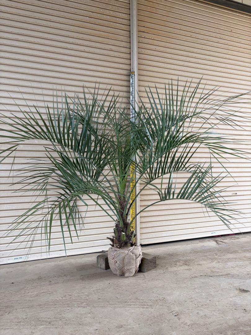 ココスヤシ　鉢上から150センチ