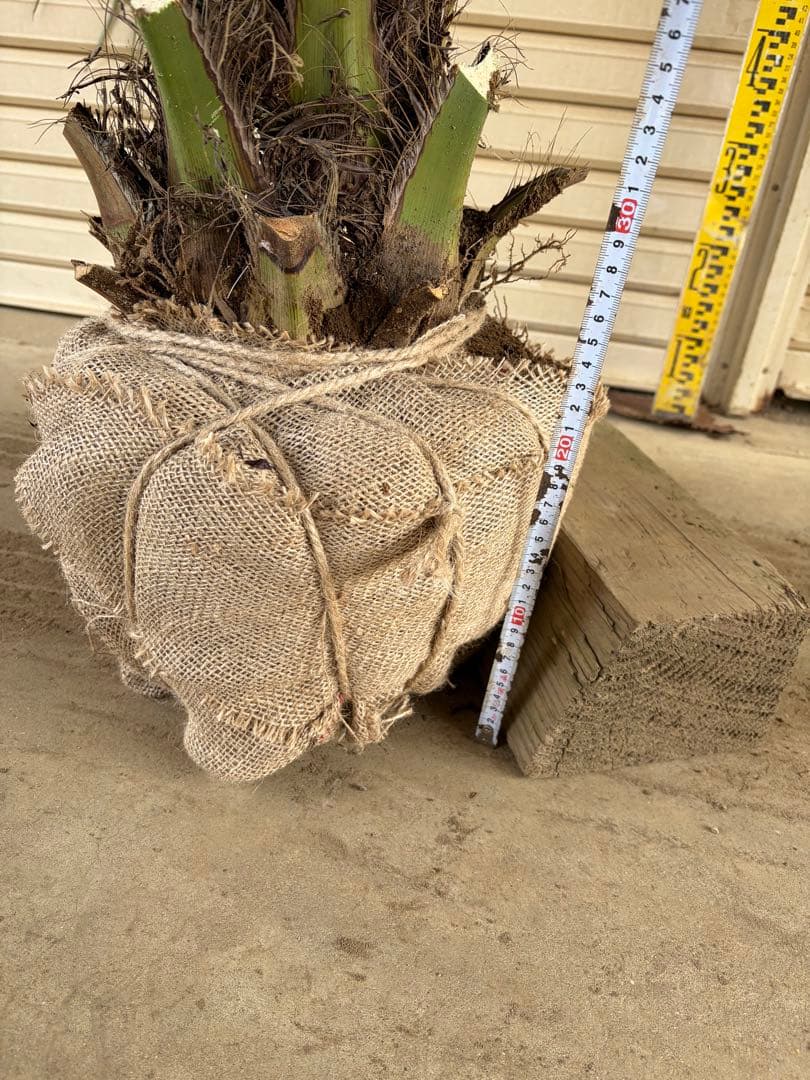 ココスヤシ　鉢上から150センチ