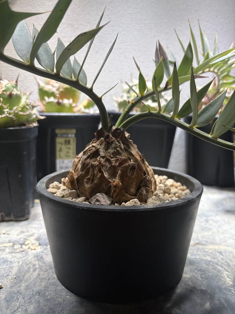 エンセファラルトス ホリダス