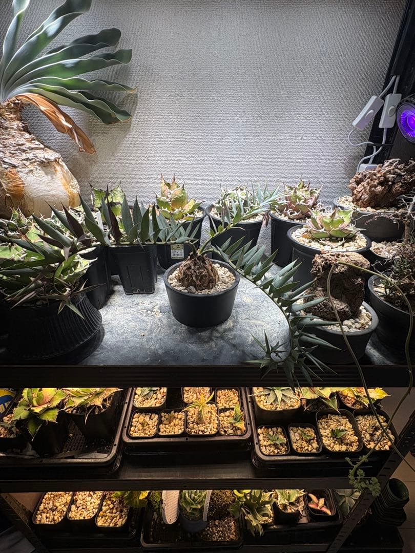 エンセファラルトス ホリダス