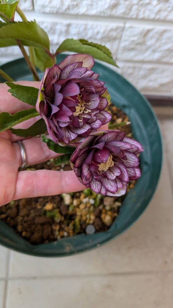 クリスマスローズ dd　バイカラー　ベイン 宿根草　苗　鉢　バラ