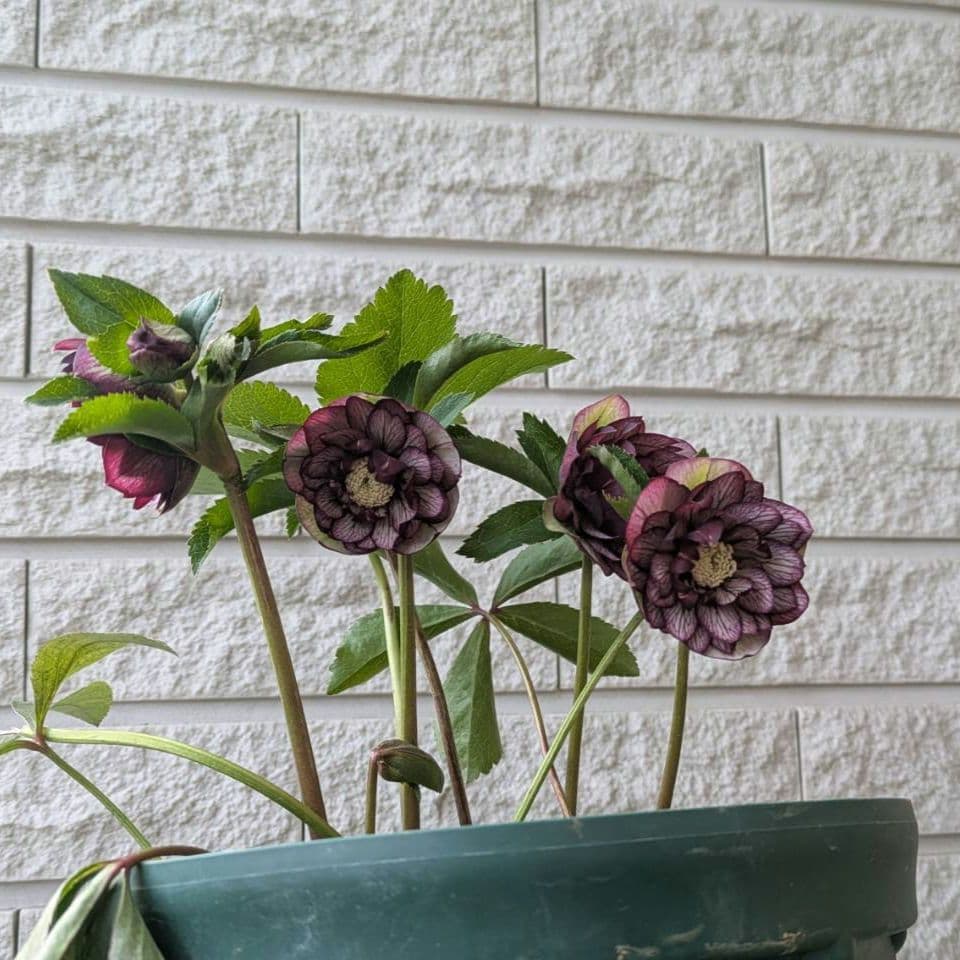 クリスマスローズ dd　バイカラー　ベイン 宿根草　苗　鉢　バラ