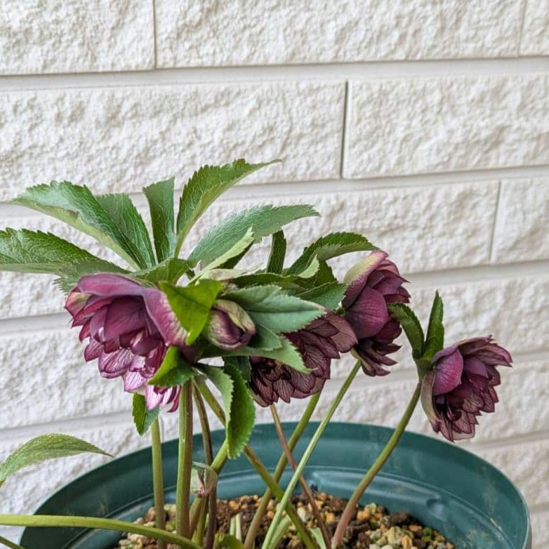 クリスマスローズ dd　バイカラー　ベイン 宿根草　苗　鉢　バラ