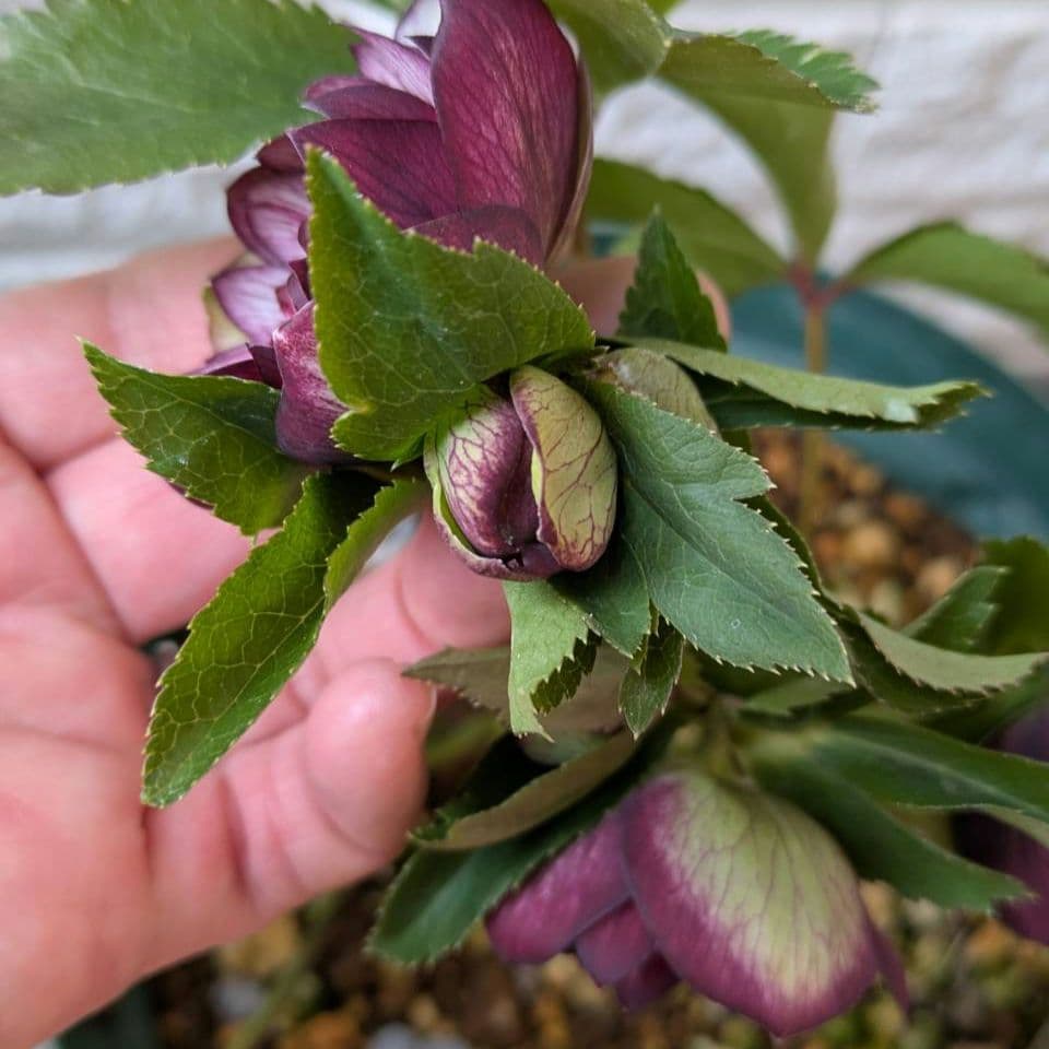 クリスマスローズ dd　バイカラー　ベイン 宿根草　苗　鉢　バラ