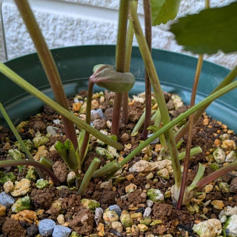 クリスマスローズ dd　バイカラー　ベイン 宿根草　苗　鉢　バラ