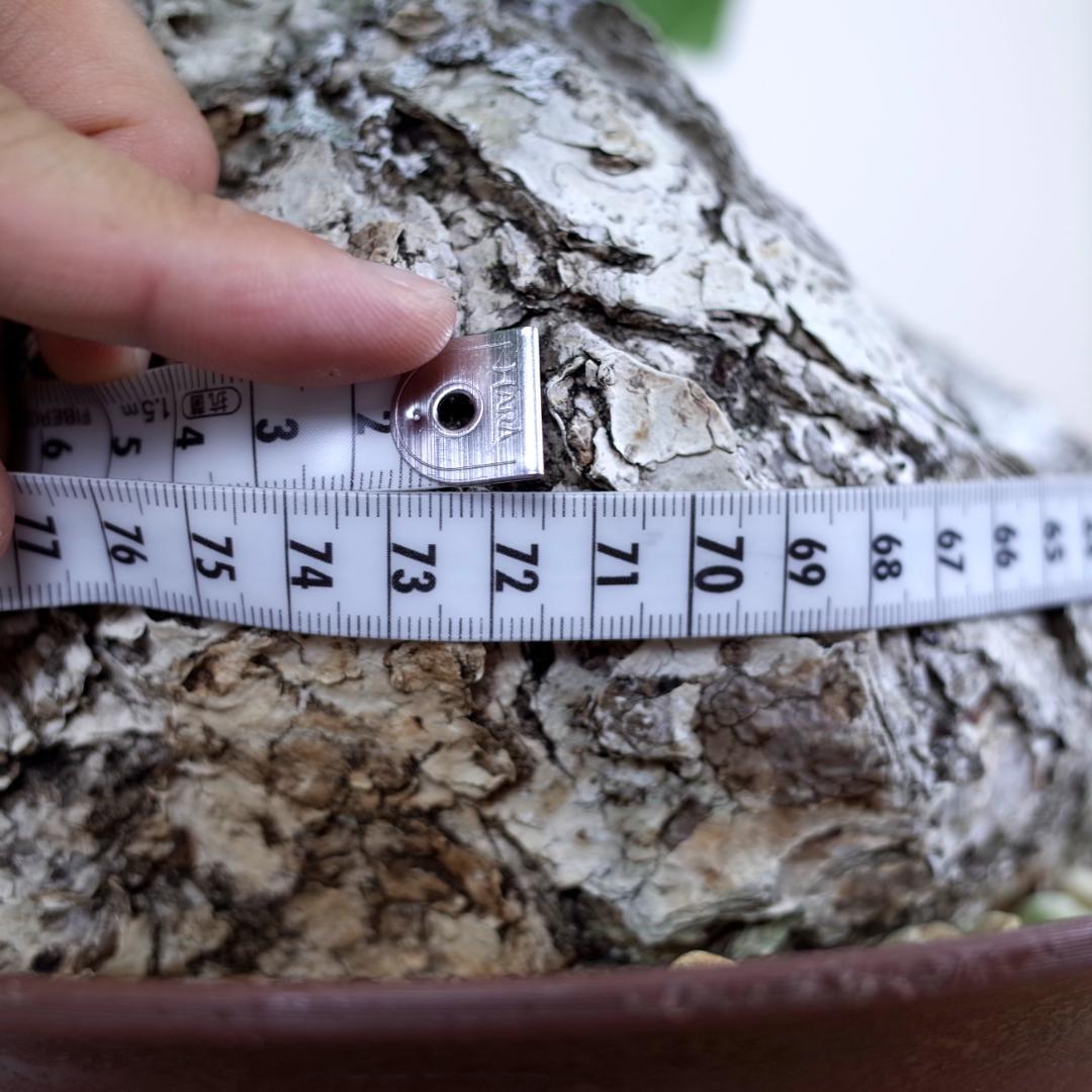 フィルミアナ・フルゲンス　Firmiana fulgens　塊根植物コーデックス