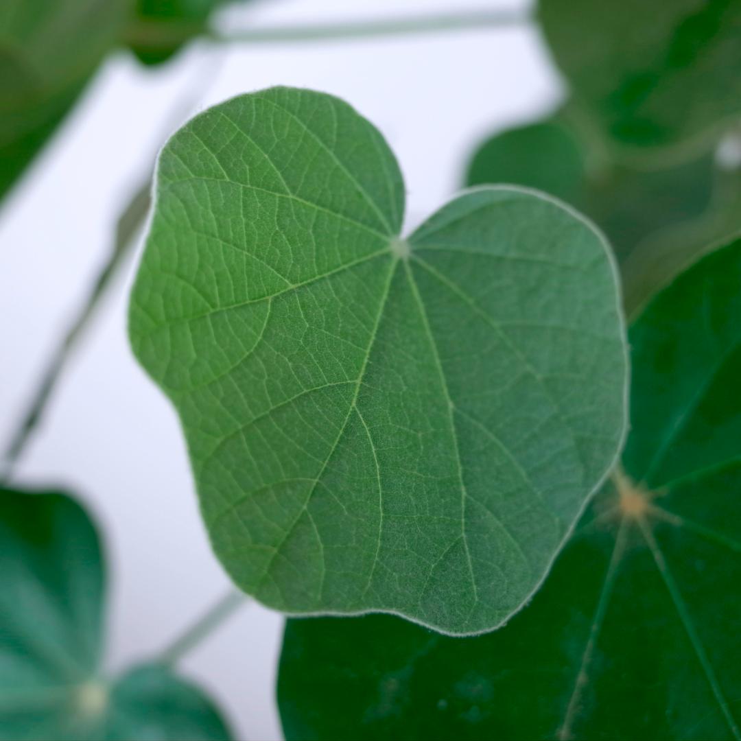 フィルミアナ・フルゲンス　Firmiana fulgens　塊根植物コーデックス