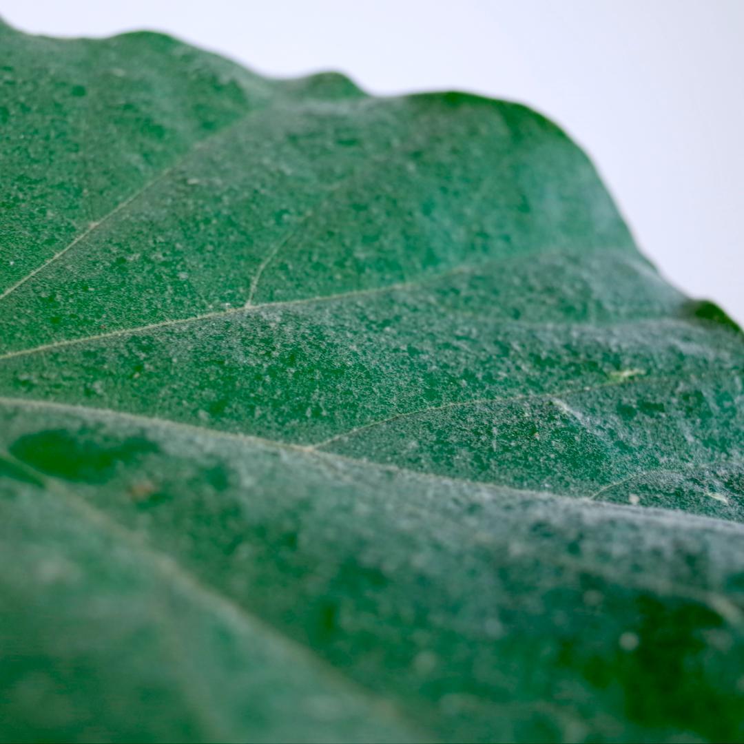 フィルミアナ・フルゲンス　Firmiana fulgens　塊根植物コーデックス