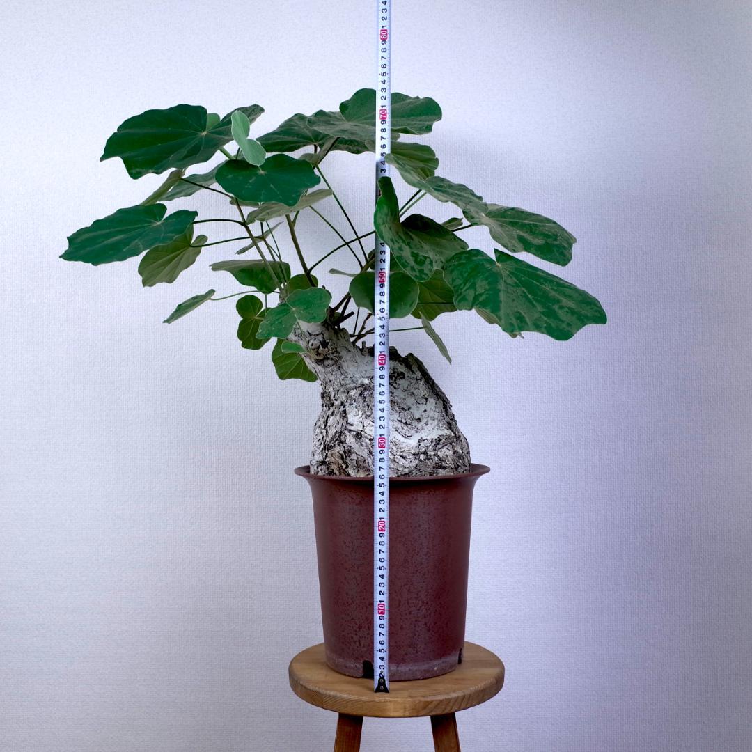 フィルミアナ・フルゲンス　Firmiana fulgens　塊根植物コーデックス