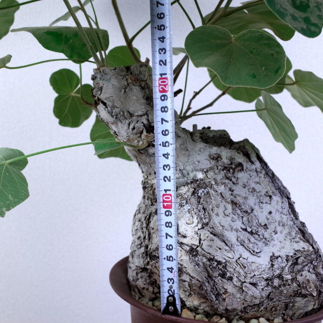 フィルミアナ・フルゲンス　Firmiana fulgens　塊根植物コーデックス