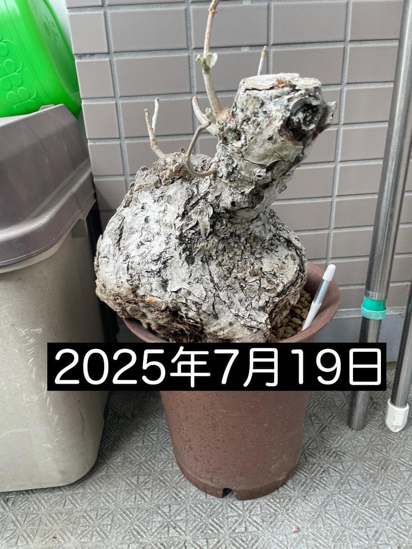 フィルミアナ・フルゲンス　Firmiana fulgens　塊根植物コーデックス