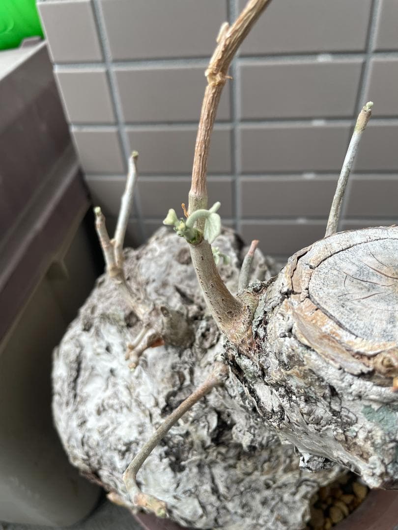 フィルミアナ・フルゲンス　Firmiana fulgens　塊根植物コーデックス