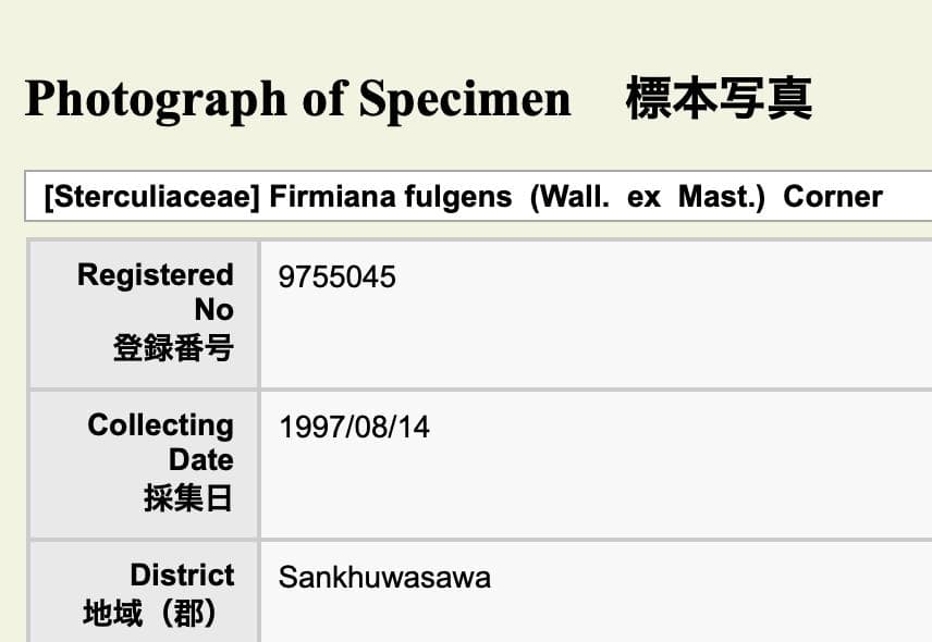 フィルミアナ・フルゲンス　Firmiana fulgens　塊根植物コーデックス