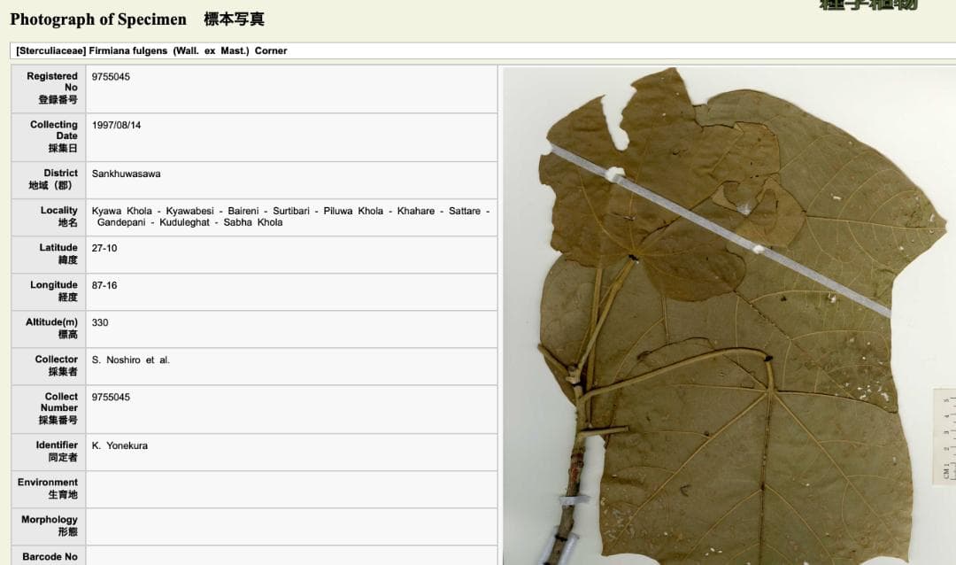 フィルミアナ・フルゲンス　Firmiana fulgens　塊根植物コーデックス