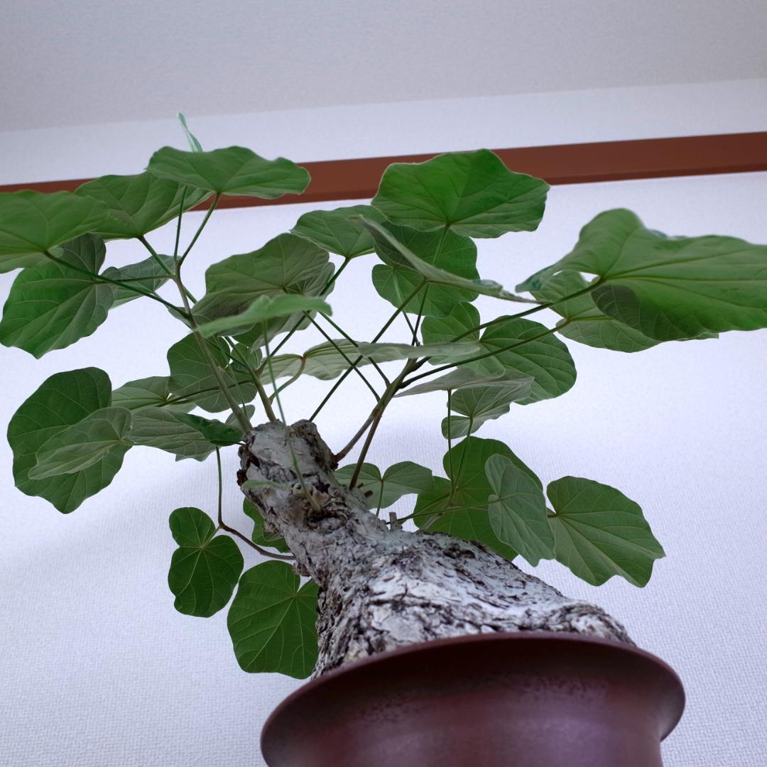 フィルミアナ・フルゲンス　Firmiana fulgens　塊根植物コーデックス