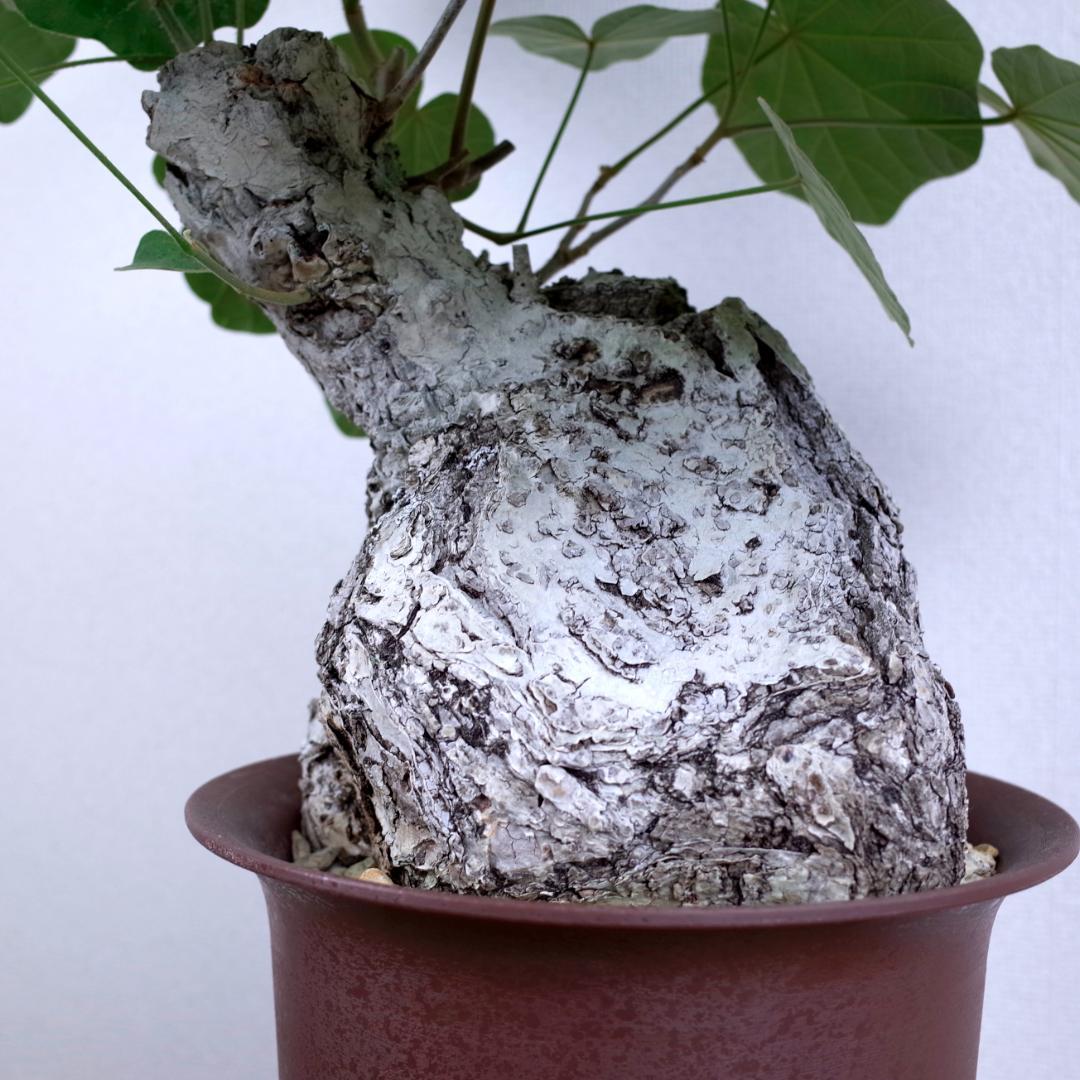 フィルミアナ・フルゲンス　Firmiana fulgens　塊根植物コーデックス