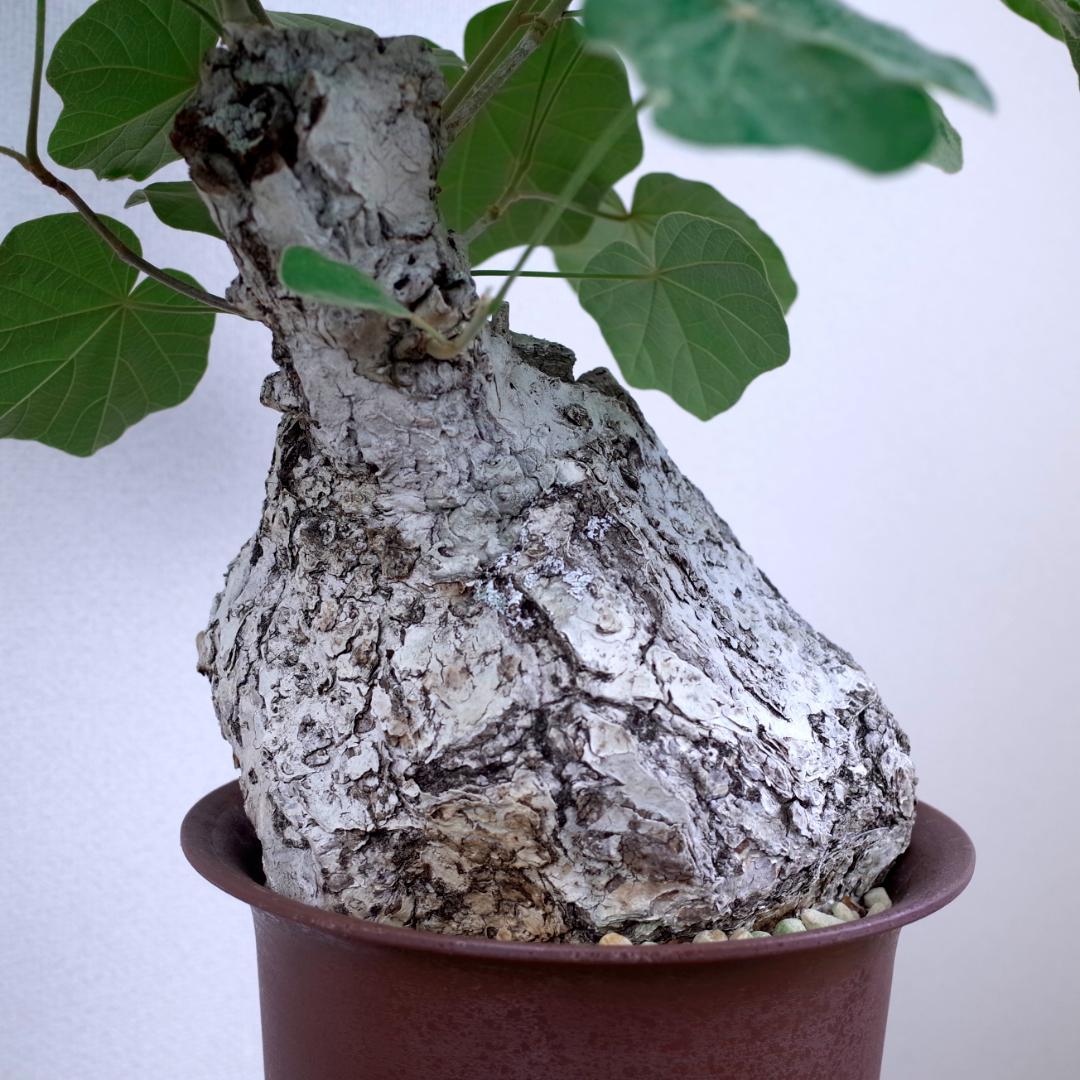 フィルミアナ・フルゲンス　Firmiana fulgens　塊根植物コーデックス