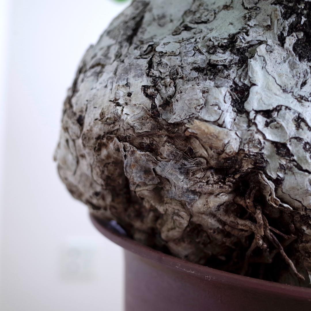 フィルミアナ・フルゲンス　Firmiana fulgens　塊根植物コーデックス