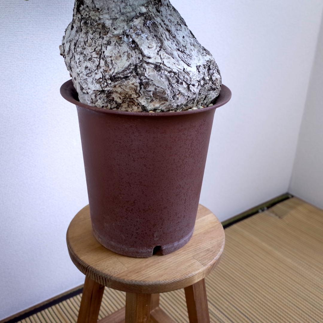 フィルミアナ・フルゲンス　Firmiana fulgens　塊根植物コーデックス